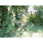 k-PICT0004.JPG